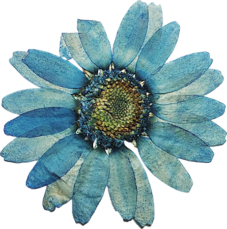 Blue Pressed Flower